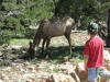 Elk