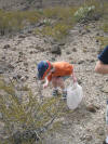 Rock hunting 2